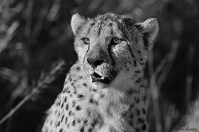 Cheetah