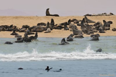 Seals from Walvis Bay