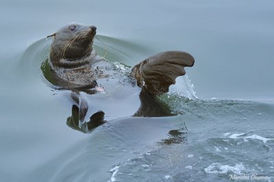 Seal - Otarie