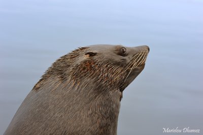 Seal - Otarie