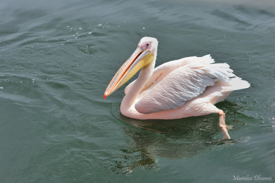 Pelican