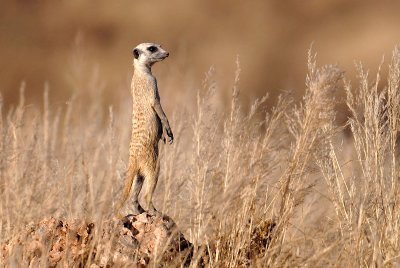 Meerkat - Suricate