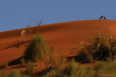 Dunes and birds