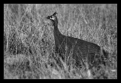 Guinea fowl -Pintade