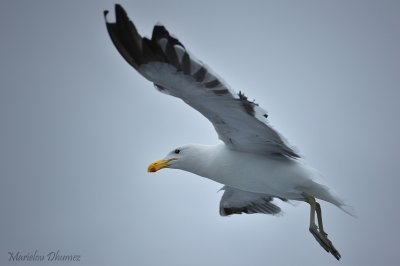 Goeland - Seagull