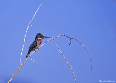 Martin-pêcheur géant- Giant Kingfisher