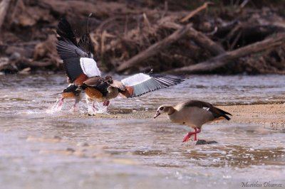 Egyptian geese - ouettes d'Egypte