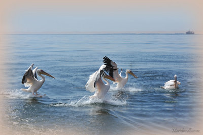 Pélicans