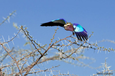 Lilac-Breasted Roller - Rollier  longs brins