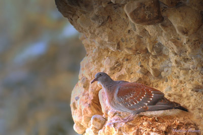 Speckled Pigeon - Pigeon roussard - Columba guinea