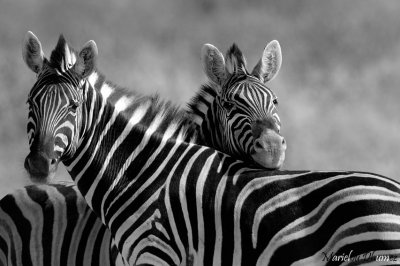 Zebras