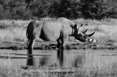 Rhinoceros