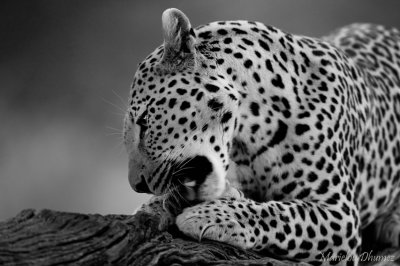 Leopard