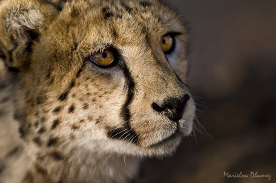 Cheetah - Guépard