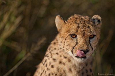 Cheetah - Guepard