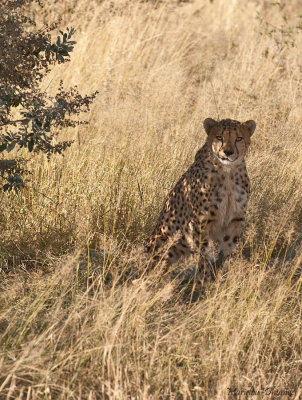 Cheetah - Guepard