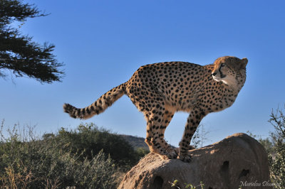 Cheetah - Guepard