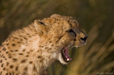 Cheetah - Guepard