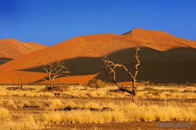 Sossusvlei Dunes