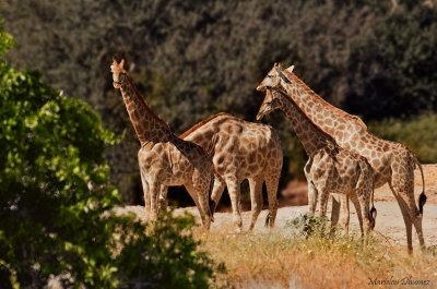 Giraffes