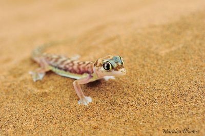 Pachydactylus (Palmatogecko) rangei - Gecko palmé de Namibie