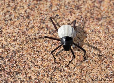 Black and white Beetle - Ténébrion - Onymacris bicolor