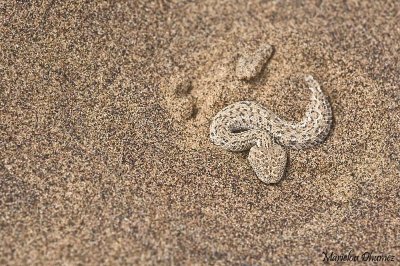 sidewinding adder - Bitis peringueyi - Vipère du désert du Namib ou vipère de Péringuey