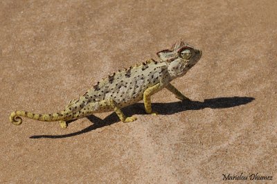 Namaqua chameleon - Caméléon Namaqua (Chamaeleo namaquensis)
