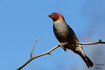 Amadine à tête rouge-Amadina erythrocephala - Red-headed Finch