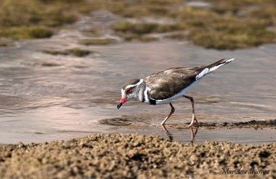 Three-banded Plover - Gravelot à triple collier - Charadrius tricollaris