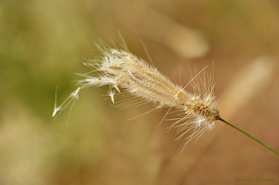 Graminée