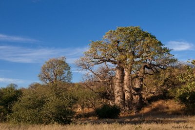 Baobab