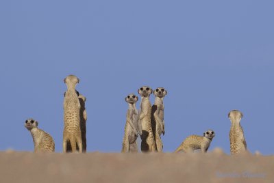 meerkats - suricates
