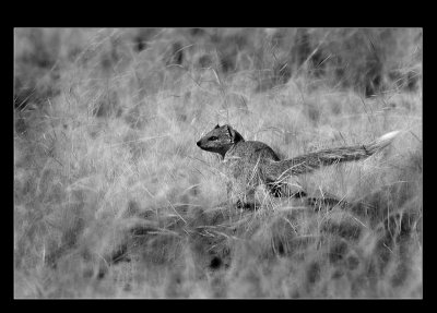 meerkat - suricate