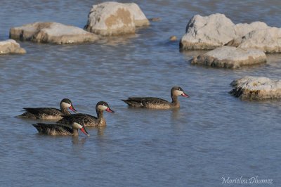 Red-billed Teal - Canard à bec rouge - Anas erythrorhyncha