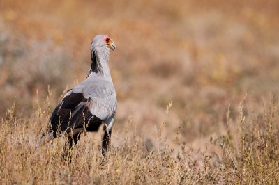 Secretary bird