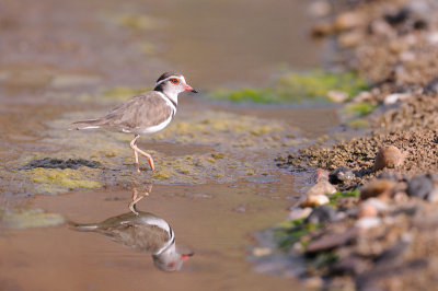 Three-banded Plover - Gravelot à triple collier - Charadrius tricollaris
