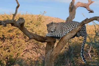 leopard