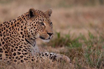 Leopard