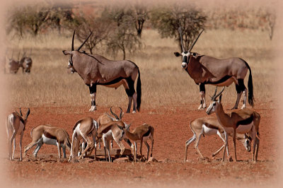 Springboks and Oryx