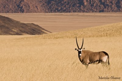 Oryx