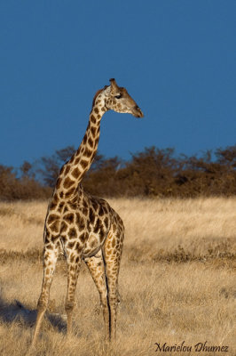 Baby Giraffe