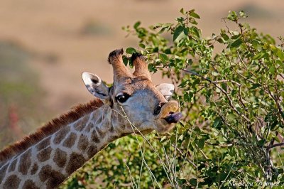 Giraffe with a black tongue !