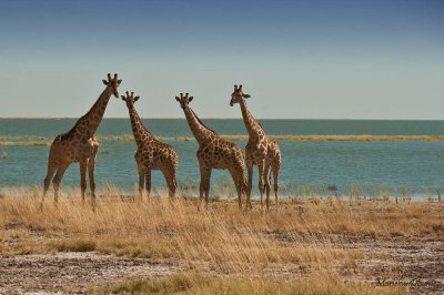 Giraffes