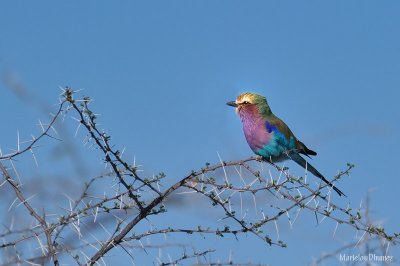 Lilac-breasted Roller - Rollier à longs brins