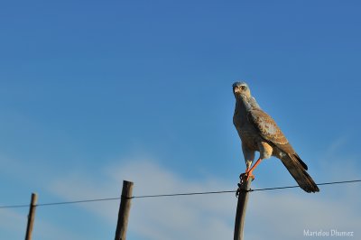 Pale-chanting Goshawk - (Melierax canorus) -Autour chanteur