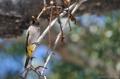 African Red-eyed Bulbul - bulbul brunoir - Pycnonotus nigriscans