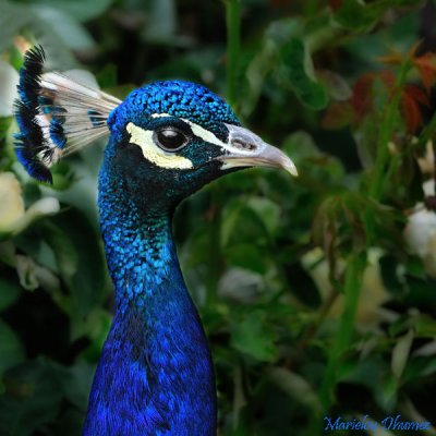 Peacock BLUES