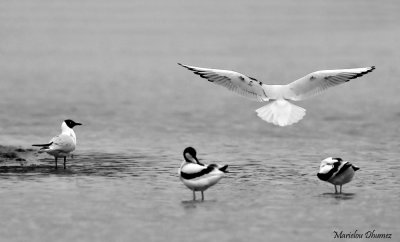 Seagulls - mouettes