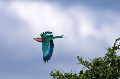 Lilac-Breasted Roller -Rollier à longs brins